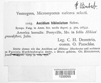 Puccinia schedonnardi image